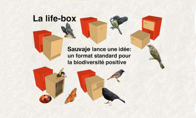 Life-box-par-sauvaje