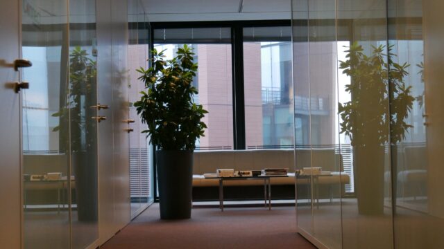 Paysage d&rsquo;intérieur – Location & Entretien de plantes en bacs – ©sauvaje