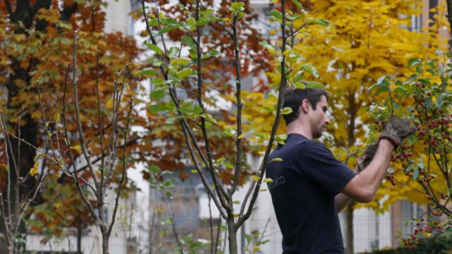 entretien pro jardin vivant Carré Suffren