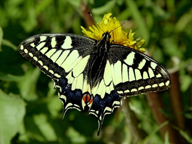 Animation & formation – Insectes – ©sauvaje
