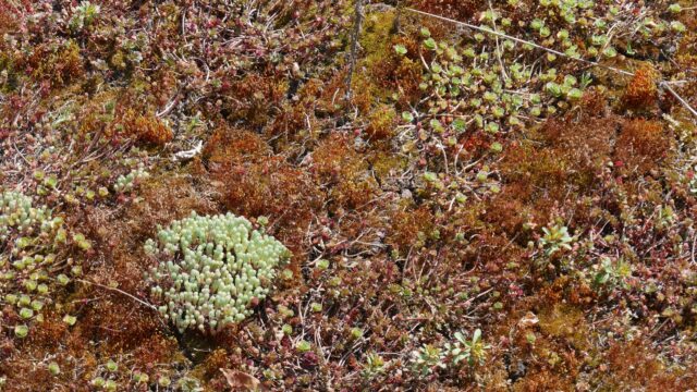 SEDUM TOITURE VEGETALISEE©sauvaje