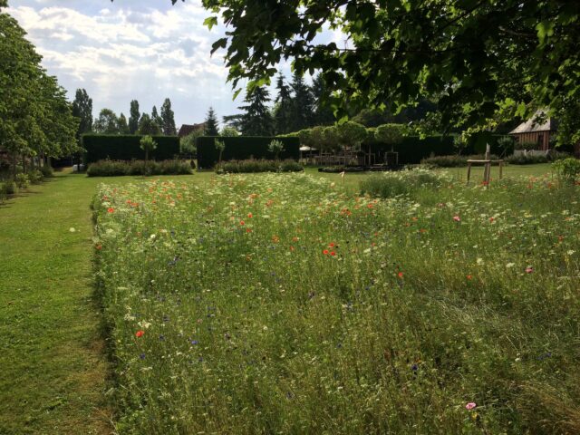 JARDIN NORMAND – PRAIRIE FLEURIE