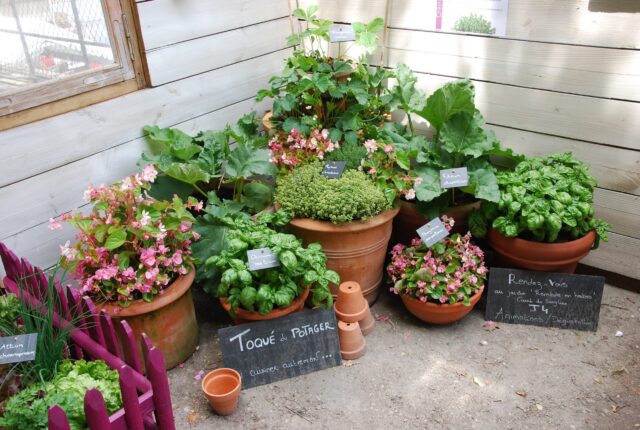 création et entretien de jardin  – évènementiel – ©sauvaje