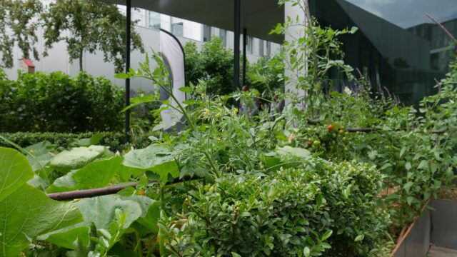 Création et entretien de jardins – potager d&rsquo;entreprise – ©sauvaje