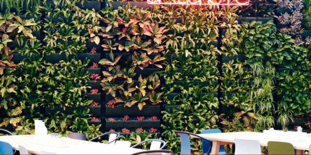 Création et aménagement de mur végétal naturel – ©sauvaje