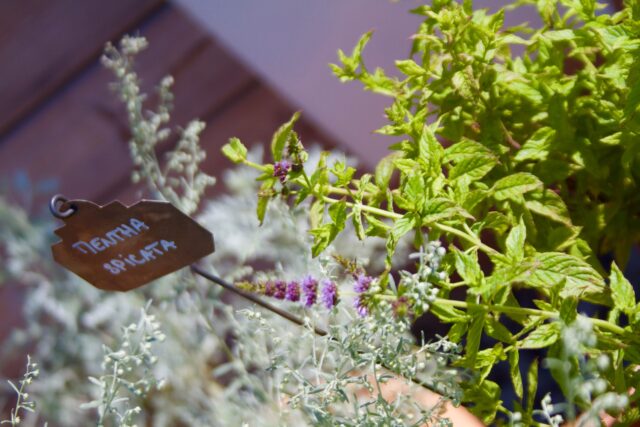 création et entretien de jardin d&rsquo;entreprise – ©sauvaje