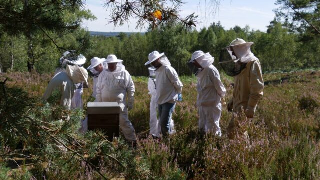 Ruches en entreprise – Apiculture urbaine – ©sauvaje