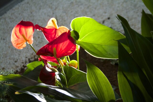 Création et entretien de patio intérieur – Location de plantes vertes en entreprise – ©sauvaje