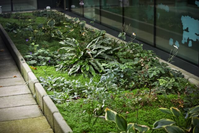 Création et entretien de jardin vivant – ©sauvaje