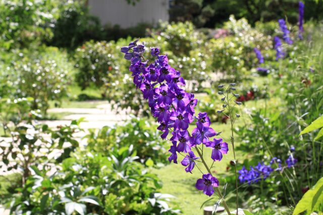 Création et entretien de jardin vivant – ©sauvaje