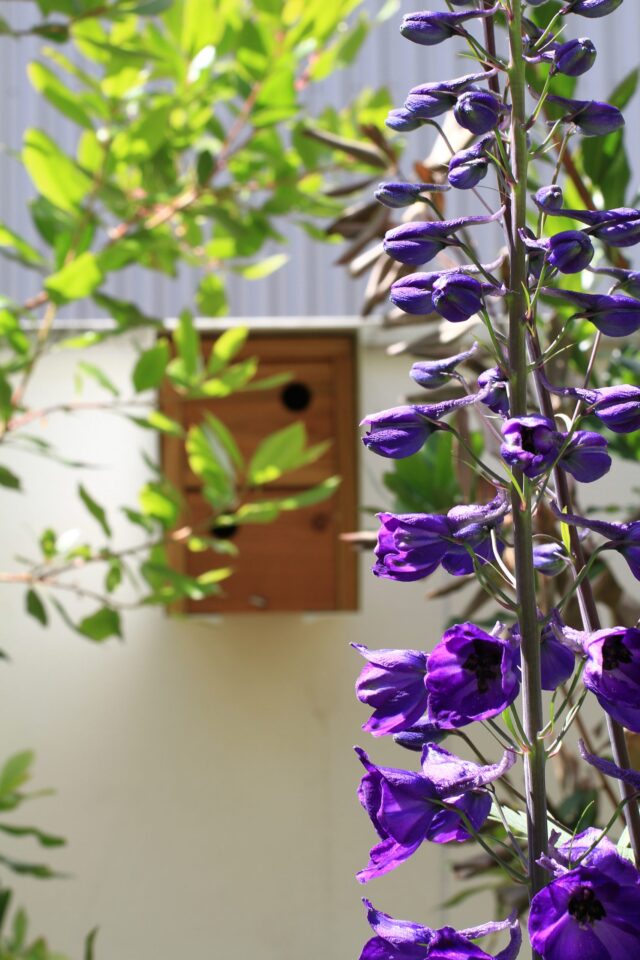 Création et entretien de jardin vivant – ©sauvaje