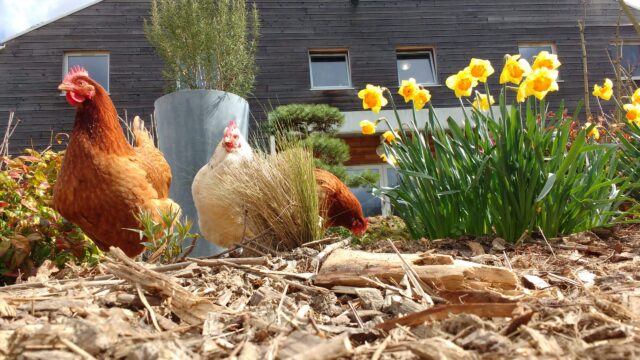 Poules – ©sauvaje