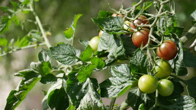 Potager particulier – ©sauvaje