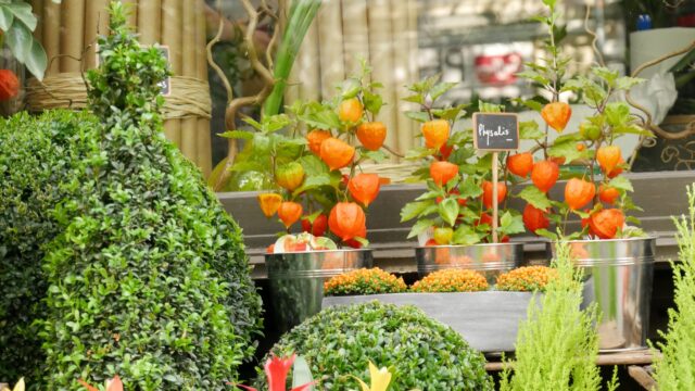 physalis