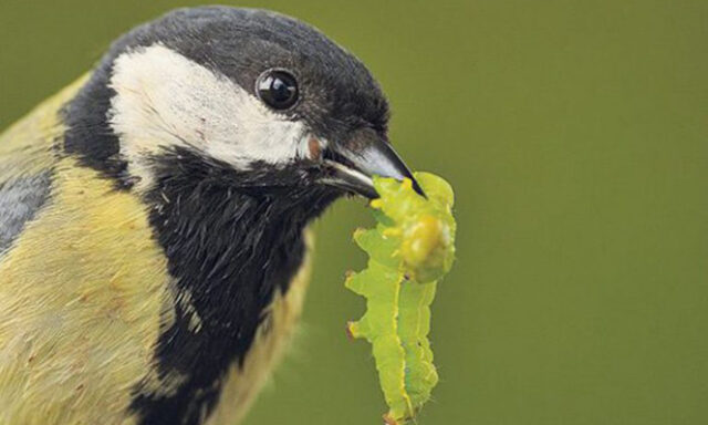 oiseau chenille