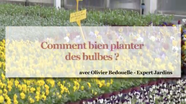 plantation bulbes