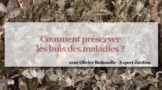 préservez vos buis
