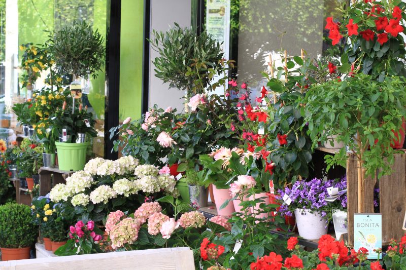 Quelles Fleurs Offrir Pour Un Anniversaire