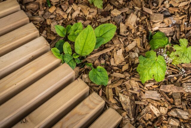 Le Paillage et le Mulch