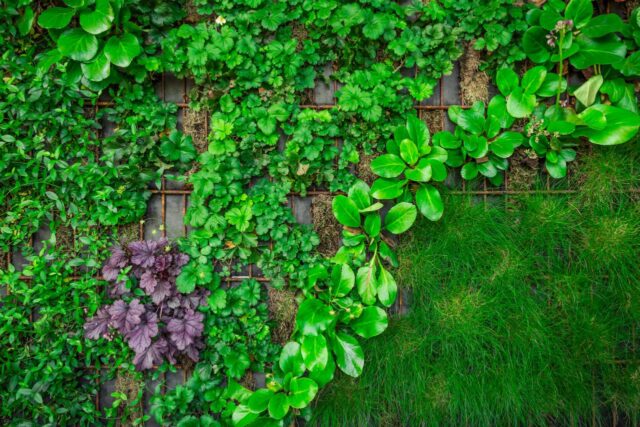 jardin-vertical
