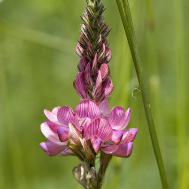 Fleur-de-Sainfoin