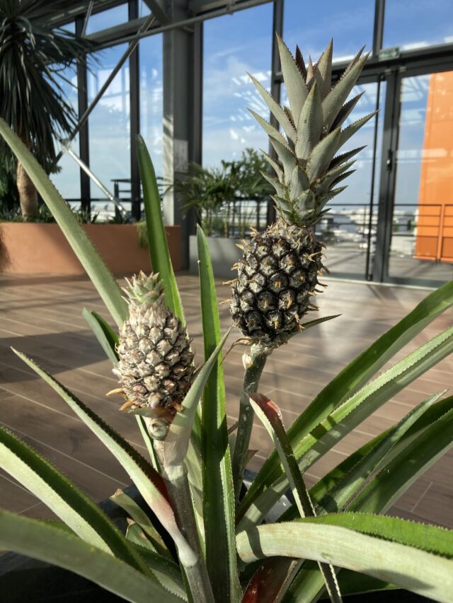 Serre tropicale