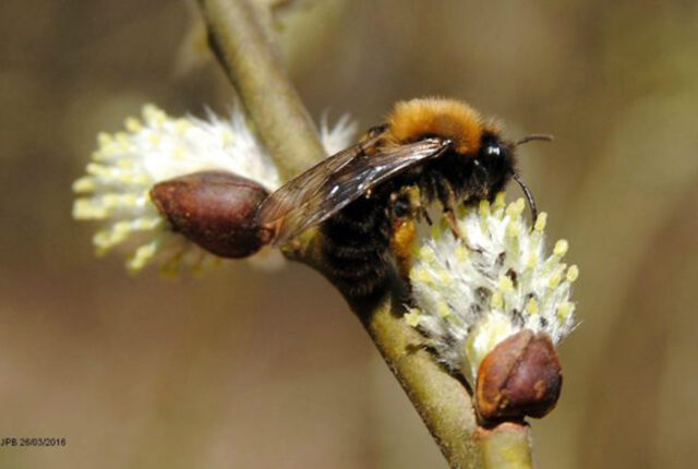 Pollinisation-de-labeille-solitaire