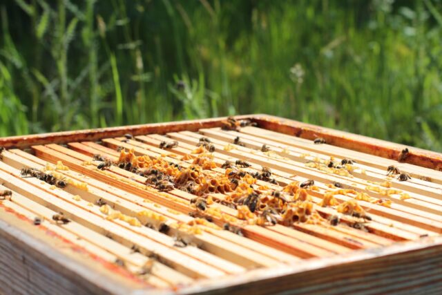 Apiculture Magny