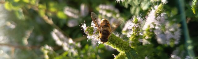 abeille