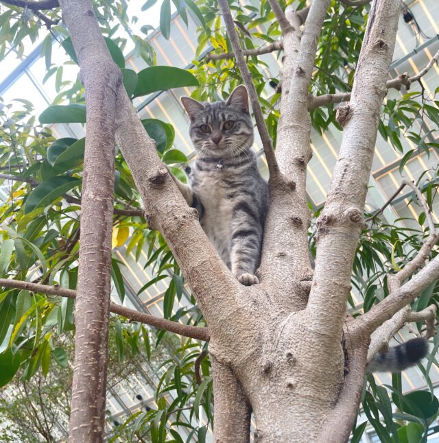 chat mAGNY