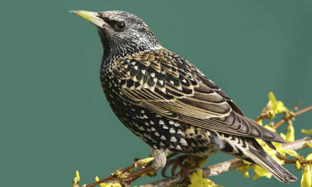 oiseau8-copie