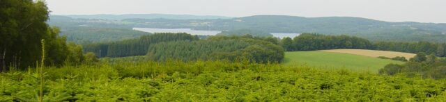 paysage-sapin-libre