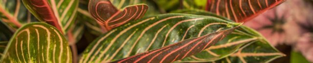 plantes hotel