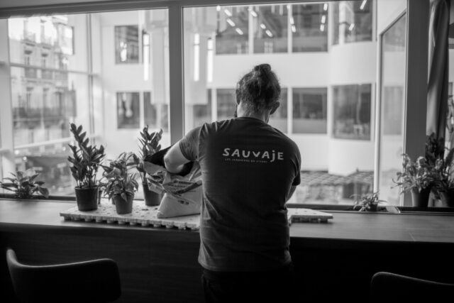 végétalisation Sauvaje